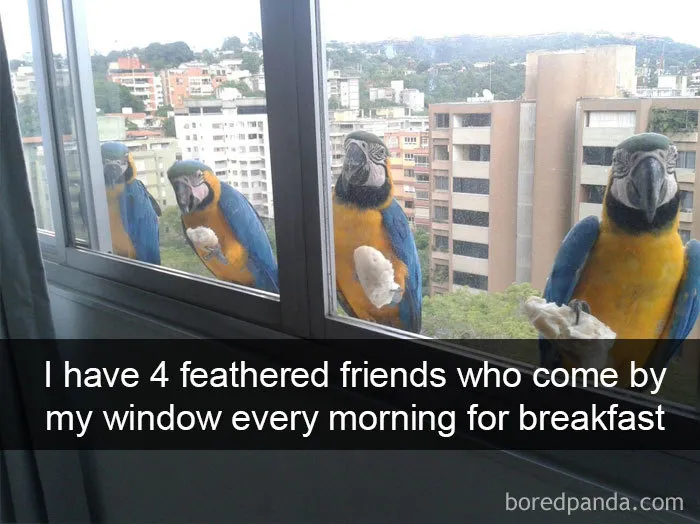 50 Times Birds Were So Funny, People Just Had To Snapchat Them