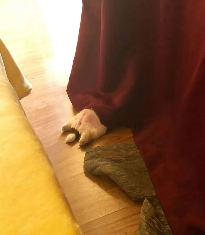 This Puppy Sleeps Like As If It Was 'Turned Off' And It Looks Ridiculously Cute (30 Pics)
