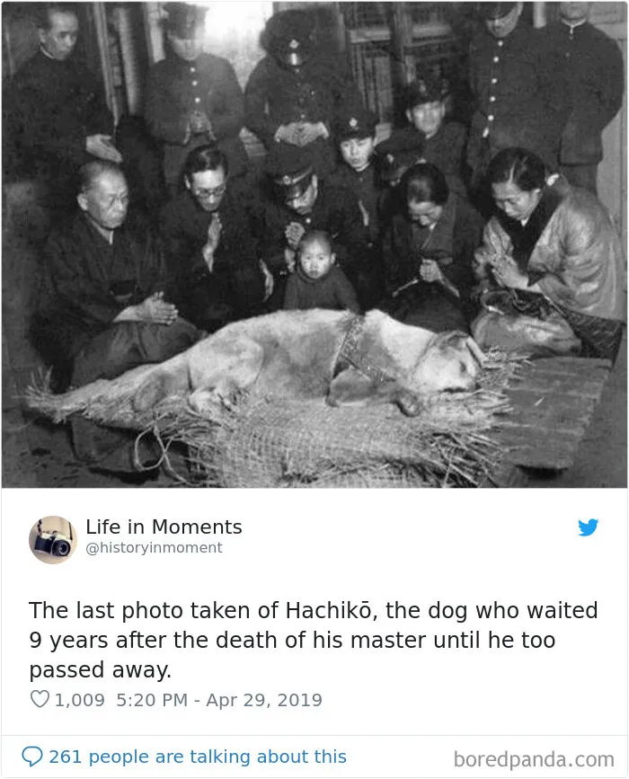 La última foto de Hachiko, el perro que esperó 9 años tras la muerte de su dueño, hasta que él murió también