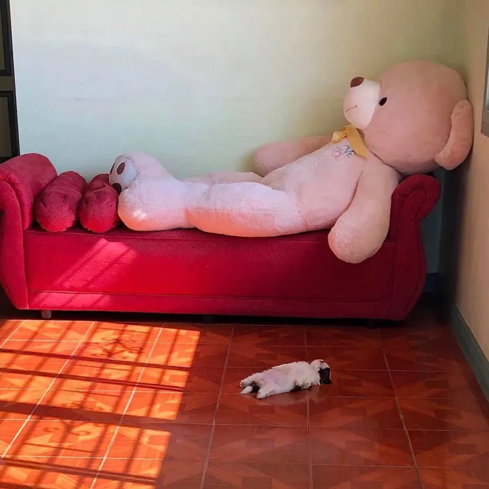 This Puppy Sleeps Like As If It Was 'Turned Off' And It Looks Ridiculously Cute (30 Pics)