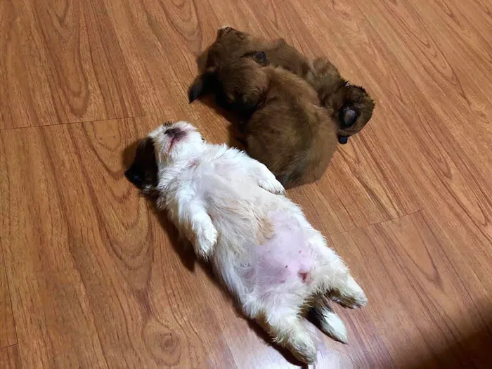 Este cachorro duerme como si se hubiera "apagado", y es ridículamente adorable (30 fotos)