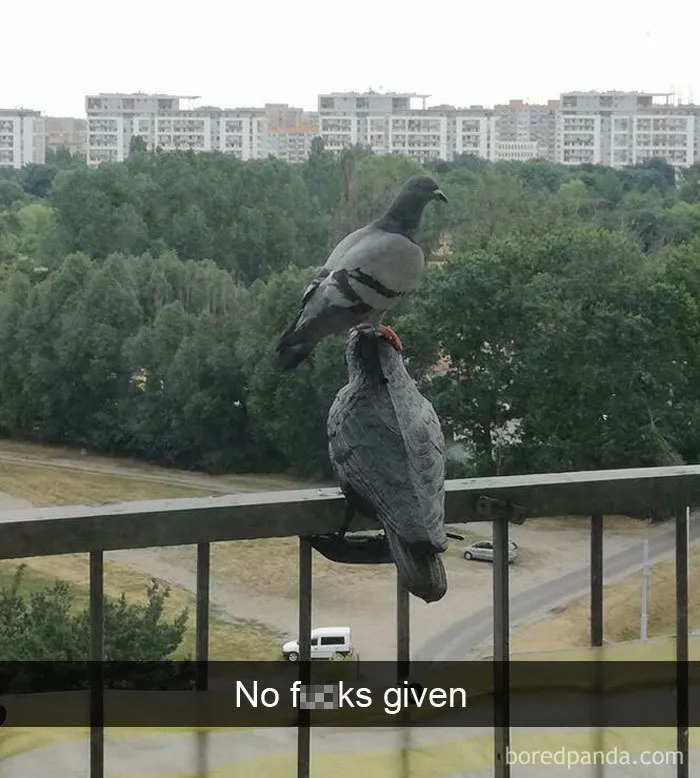 Funny-Bird-Snapchats