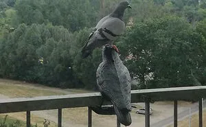 50 Times Birds Were So Funny, People Just Had To Snapchat Them