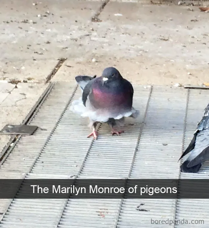 50 Times Birds Were So Funny, People Just Had To Snapchat Them