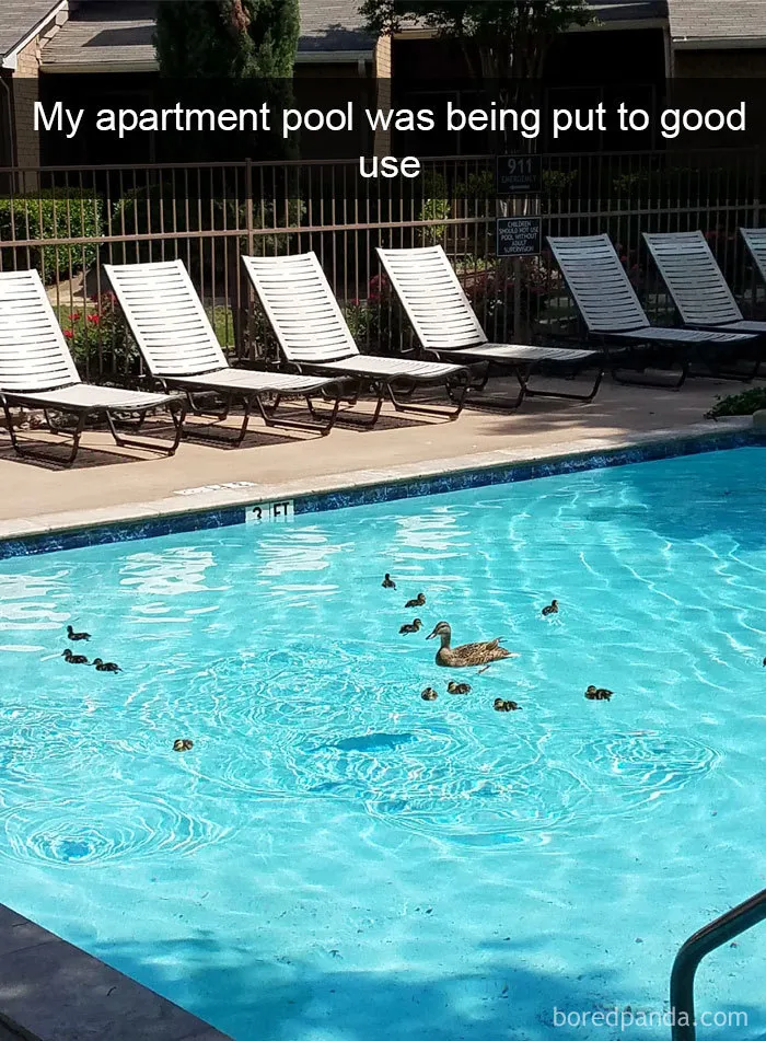 50 Times Birds Were So Funny, People Just Had To Snapchat Them
