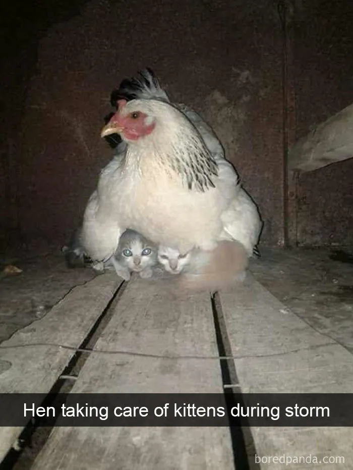50 Times Birds Were So Funny, People Just Had To Snapchat Them