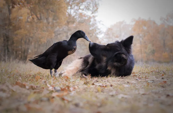 I Capture The Unexpected Friendship Between My Dog And My Duck On Film (25 Pics)