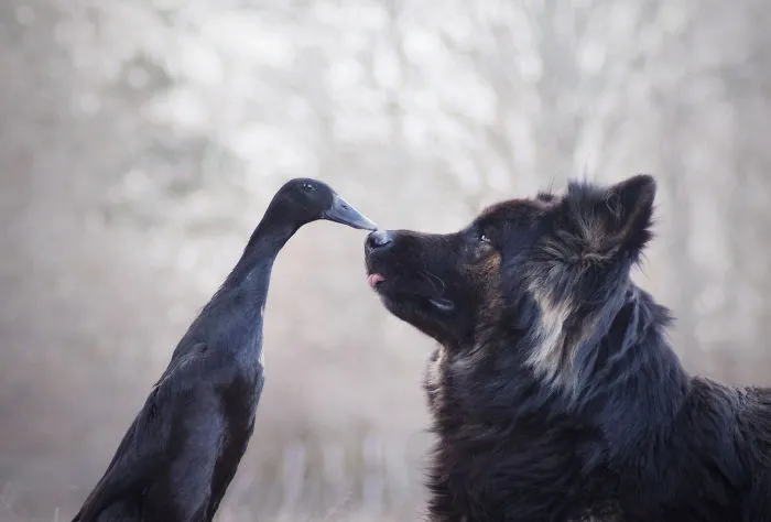 I Capture The Unexpected Friendship Between My Dog And My Duck On Film (25 Pics)