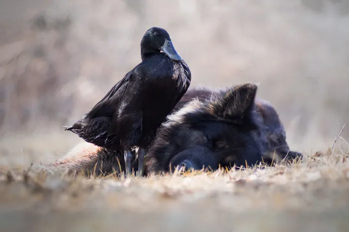 I Capture The Unexpected Friendship Between My Dog And My Duck On Film (25 Pics)