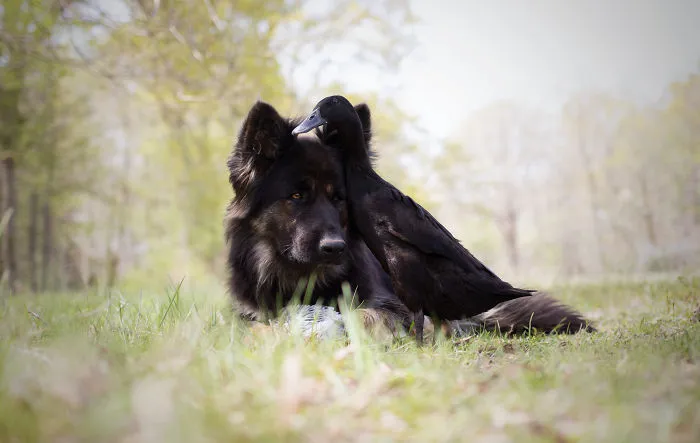 I Capture The Unexpected Friendship Between My Dog And My Duck On Film (25 Pics)