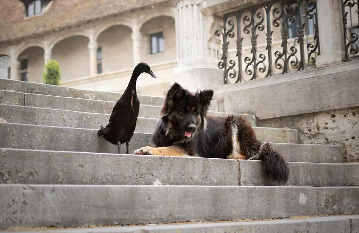 I Capture The Unexpected Friendship Between My Dog And My Duck On Film (25 Pics)