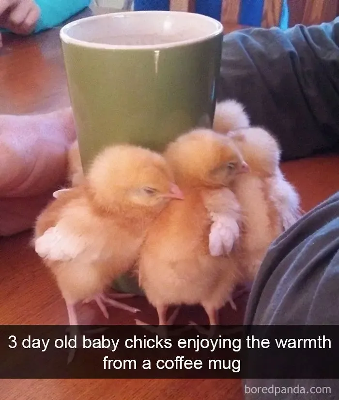 50 Times Birds Were So Funny, People Just Had To Snapchat Them