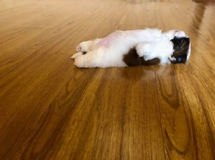 This Puppy Sleeps Like As If It Was 'Turned Off' And It Looks Ridiculously Cute (30 Pics)