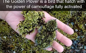 50 Times Birds Were So Funny, People Just Had To Snapchat Them