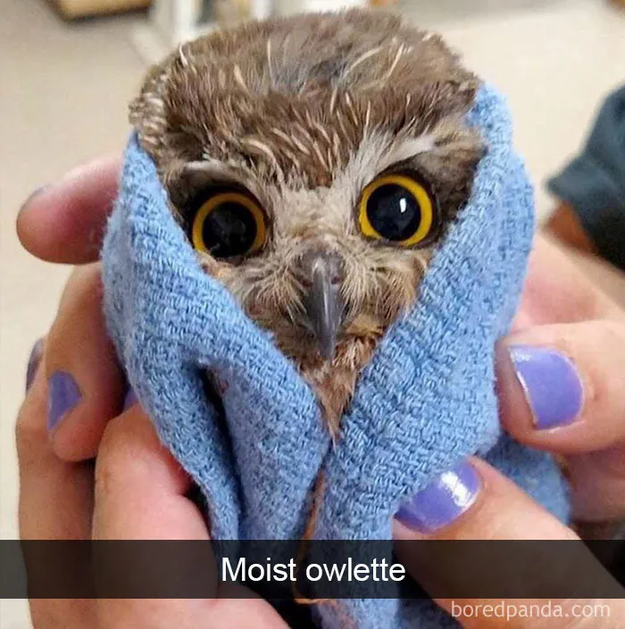 50 Times Birds Were So Funny, People Just Had To Snapchat Them