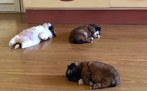 This Puppy Sleeps Like As If It Was 'Turned Off' And It Looks Ridiculously Cute (30 Pics)