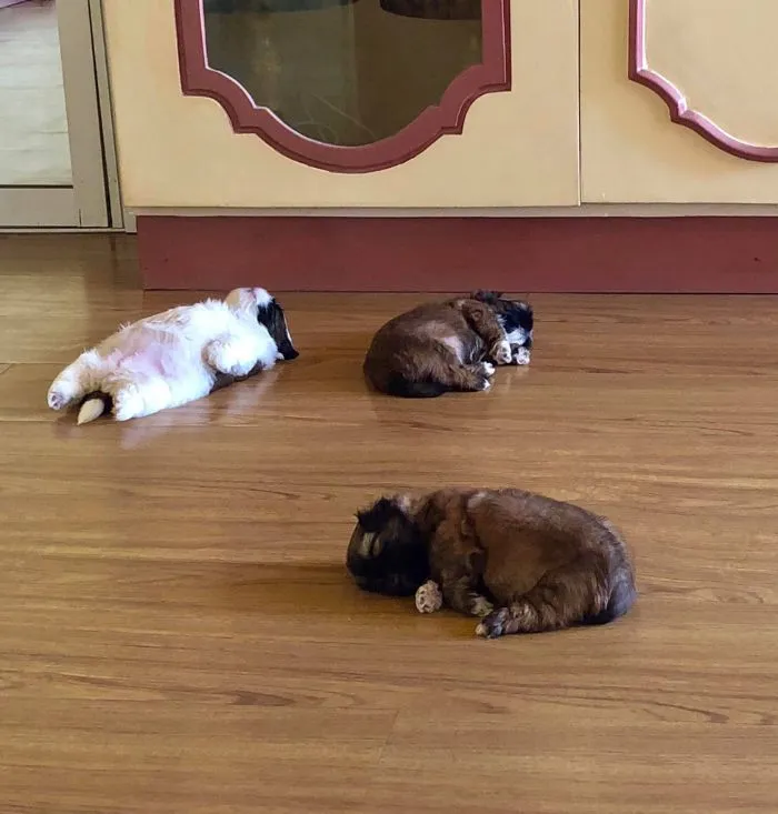 This Puppy Sleeps Like As If It Was 'Turned Off' And It Looks Ridiculously Cute (30 Pics)