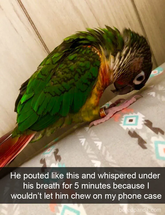 50 Times Birds Were So Funny, People Just Had To Snapchat Them
