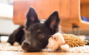 The Life For 8 Months With My First Rescue Dog