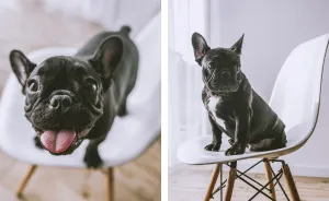 I Took Photos Of Cute Bulldogs