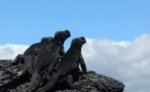 Marine Iguana Fight At Private Breeding Center On Isabela Island, Galápagos