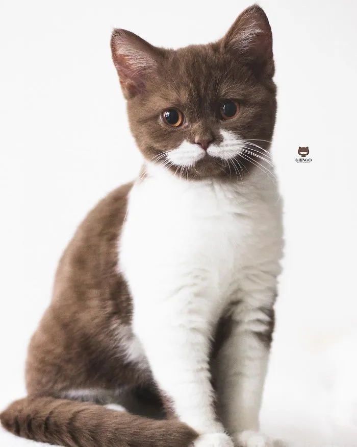 Este es Gringo, un gato bigotón que te llegará al corazón