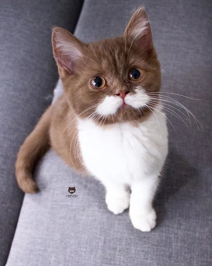 Este es Gringo, un gato bigotón que te llegará al corazón