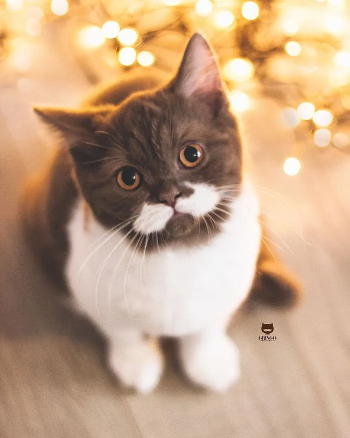 Meet Gringo, The Cat Who Mustached His Way Into Our Hearts