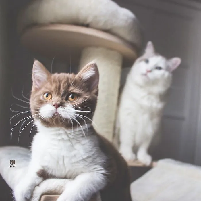 Este es Gringo, un gato bigotón que te llegará al corazón