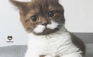 Meet Gringo, The Cat Who Mustached His Way Into Our Hearts
