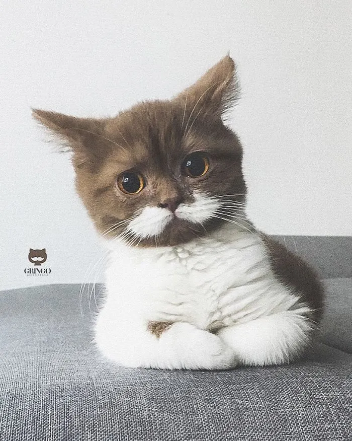 White-Mustache-Cat-Gringo