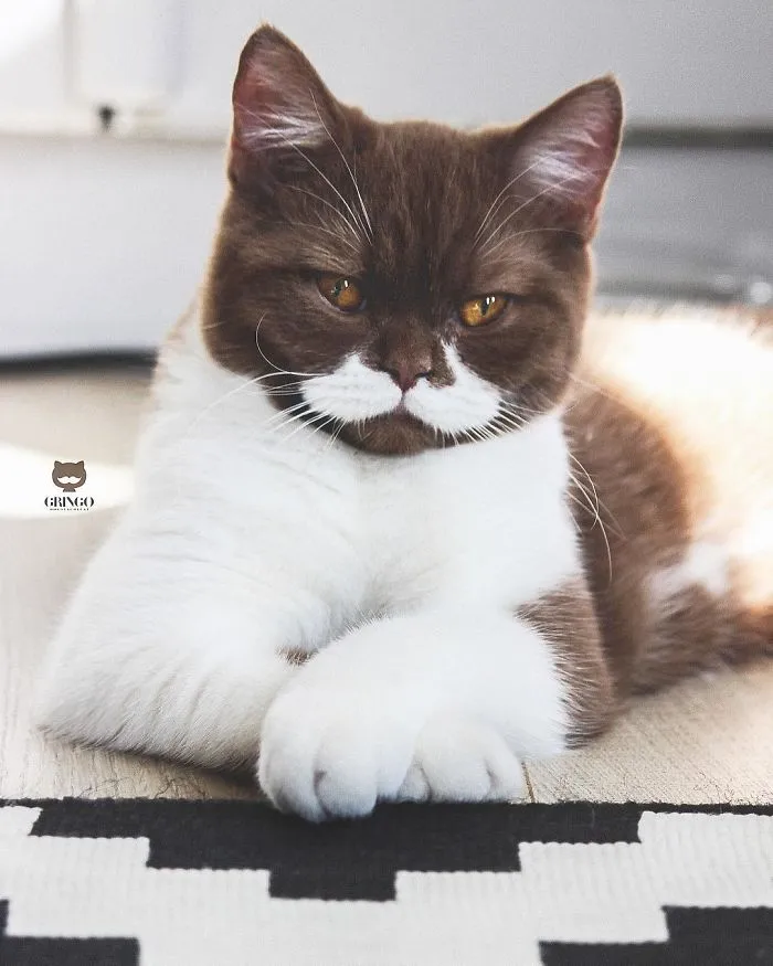 Este es Gringo, un gato bigotón que te llegará al corazón