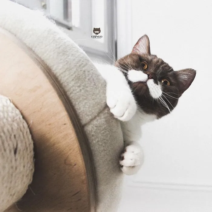 Este es Gringo, un gato bigotón que te llegará al corazón