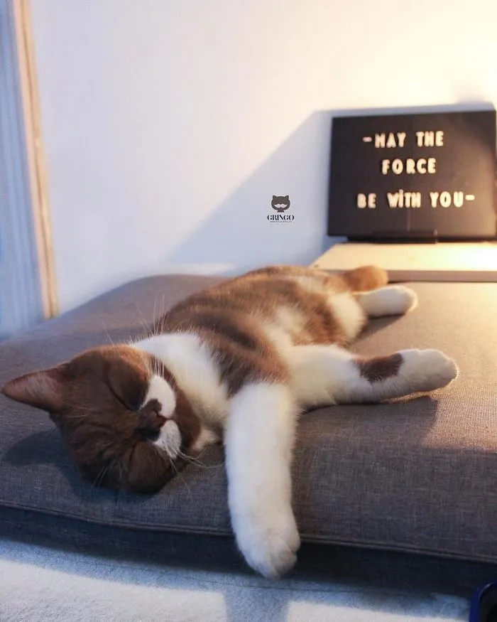 Este es Gringo, un gato bigotón que te llegará al corazón