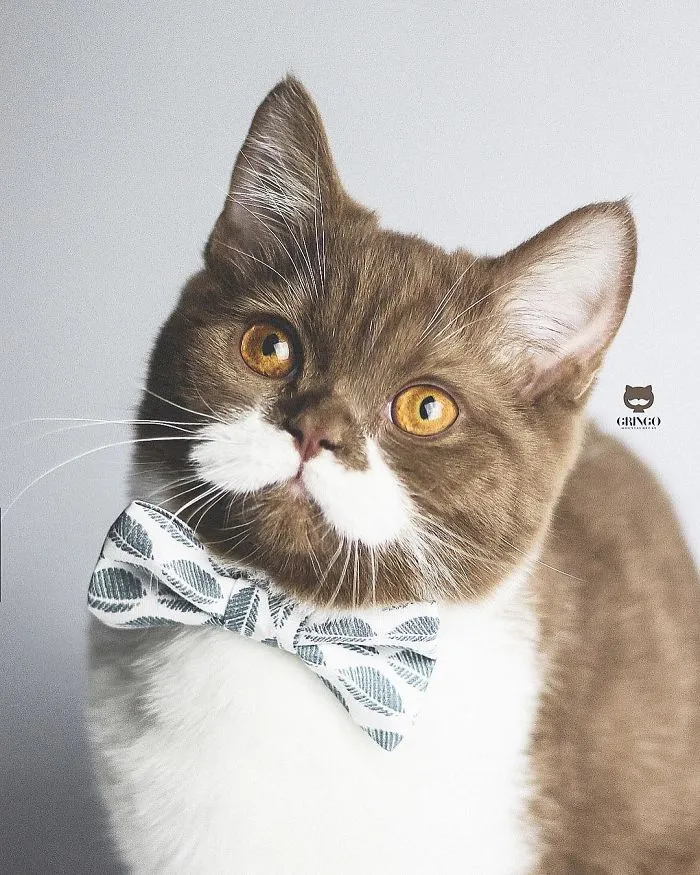 Este es Gringo, un gato bigotón que te llegará al corazón