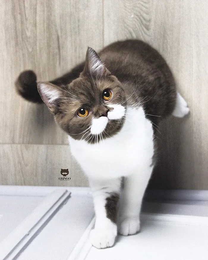 Este es Gringo, un gato bigotón que te llegará al corazón