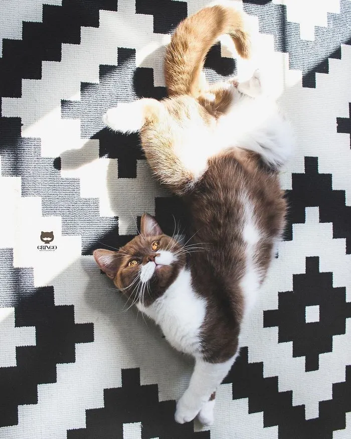 Este es Gringo, un gato bigotón que te llegará al corazón