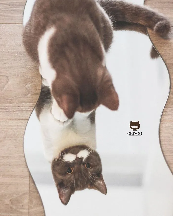 Este es Gringo, un gato bigotón que te llegará al corazón