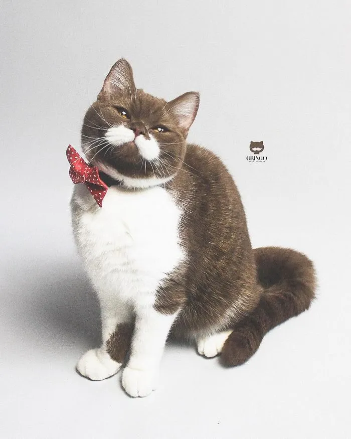 Este es Gringo, un gato bigotón que te llegará al corazón