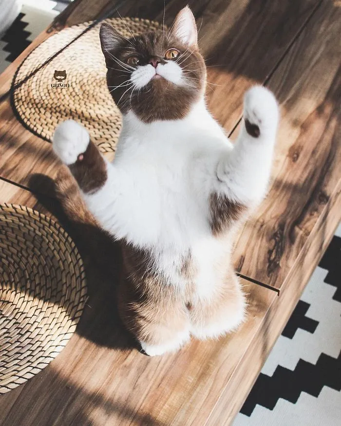 Este es Gringo, un gato bigotón que te llegará al corazón