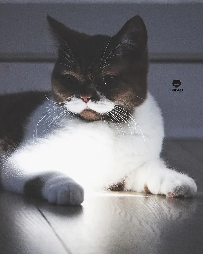 Este es Gringo, un gato bigotón que te llegará al corazón