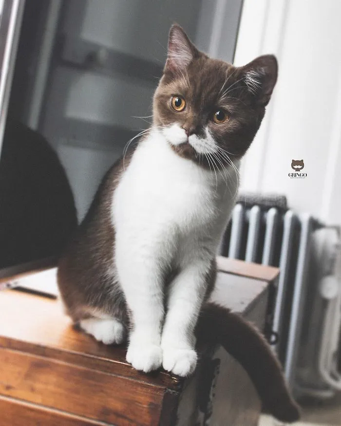Este es Gringo, un gato bigotón que te llegará al corazón