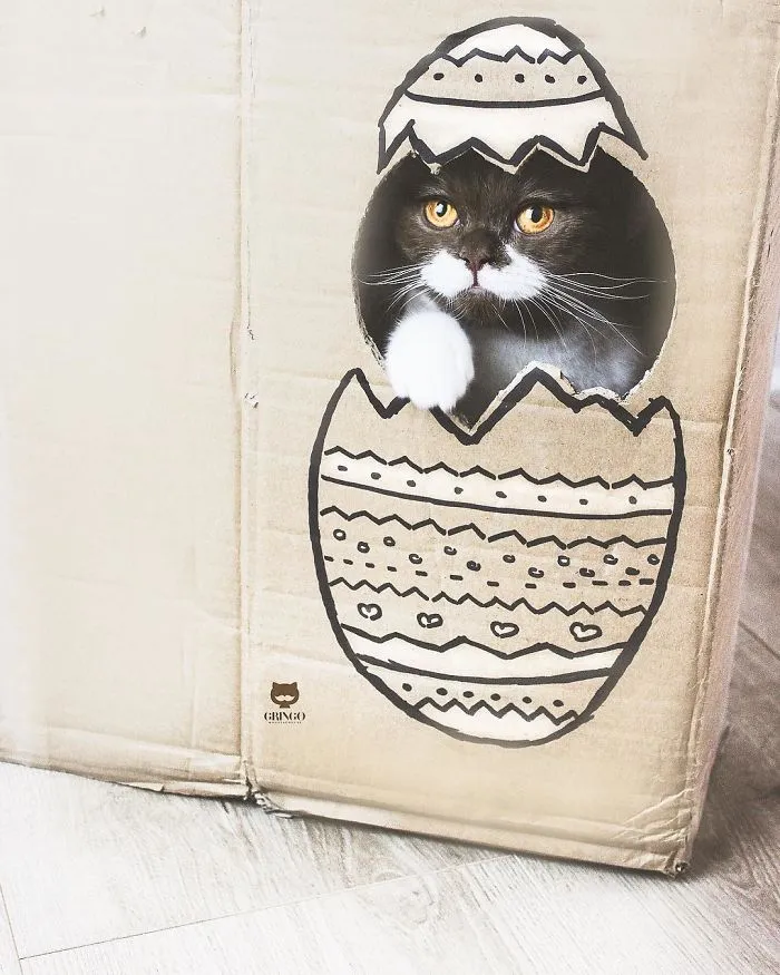 Meet Gringo, The Cat Who Mustached His Way Into Our Hearts