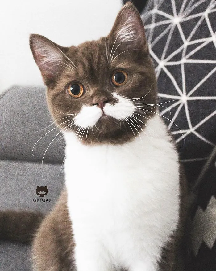 Este es Gringo, un gato bigotón que te llegará al corazón