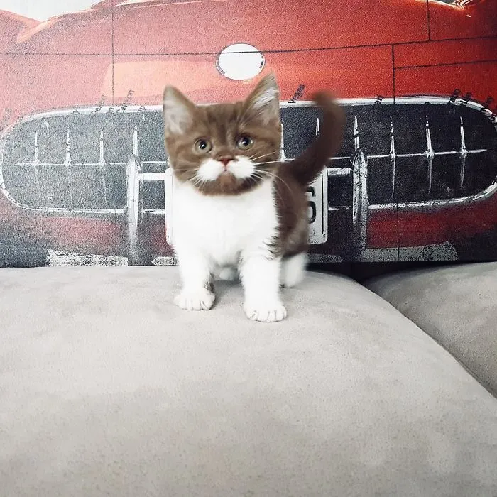 Este es Gringo, un gato bigotón que te llegará al corazón