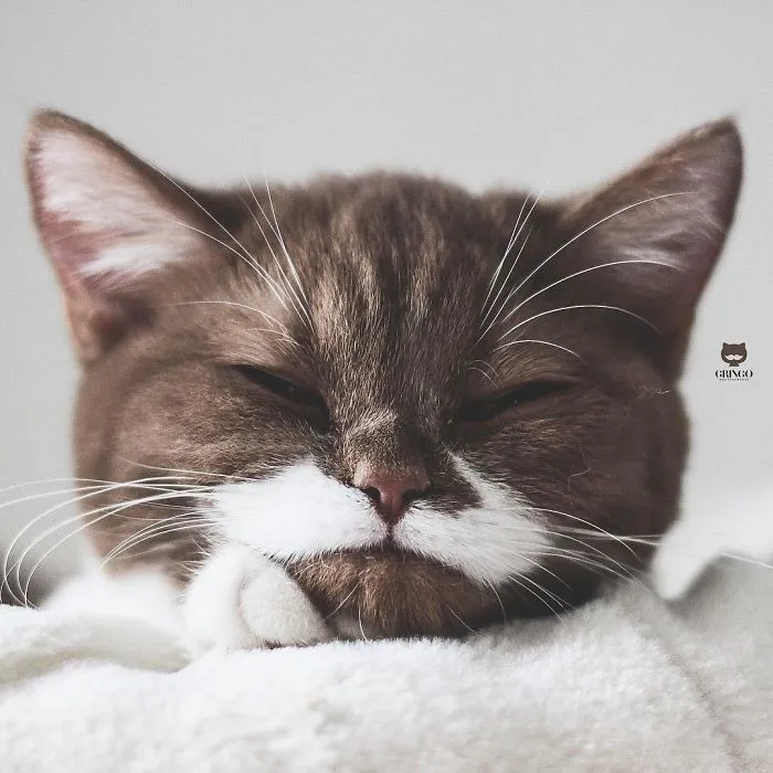 Este es Gringo, un gato bigotón que te llegará al corazón