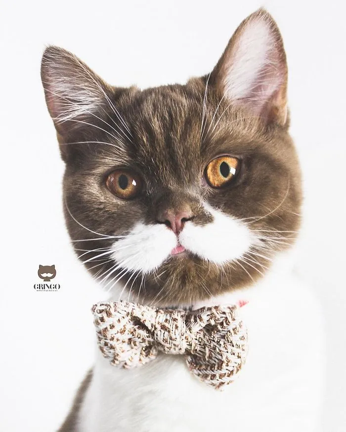 Este es Gringo, un gato bigotón que te llegará al corazón