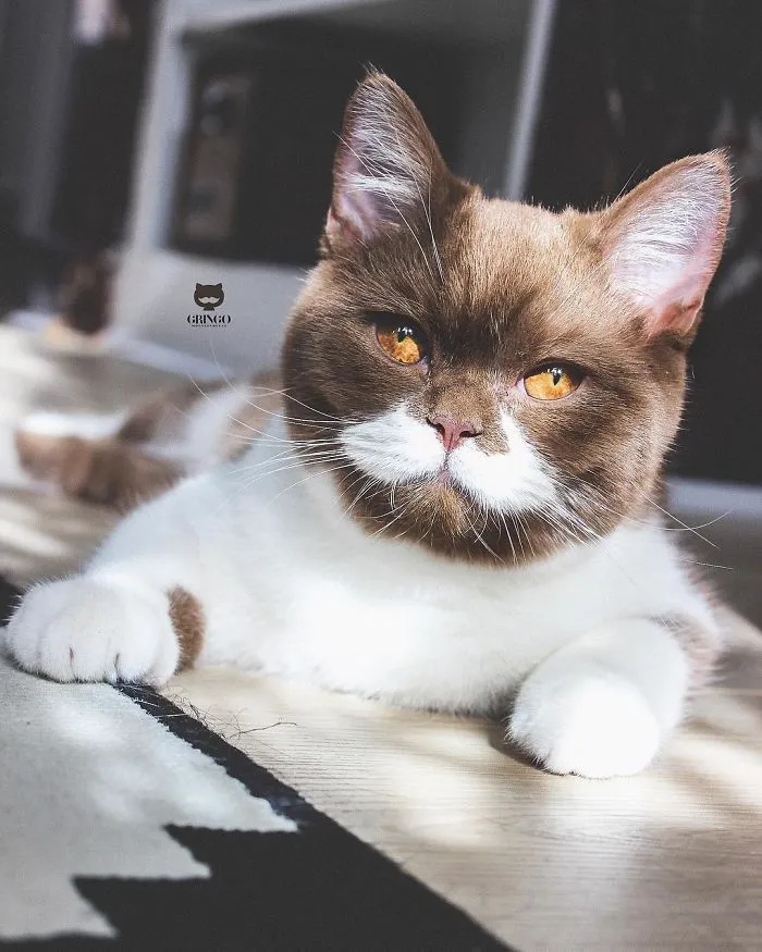 Este es Gringo, un gato bigotón que te llegará al corazón