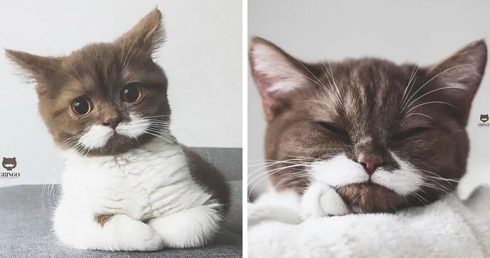 Este es Gringo, un gato bigotón que te llegará al corazón