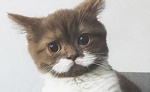 Meet Gringo, The Cat Who Mustached His Way Into Our Hearts